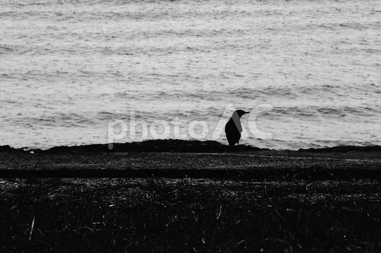 海辺でひとり佇む鳥 海,鳥,自然の写真素材
