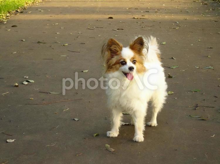 夕暮れのお散歩 パピヨン,犬,動物の写真素材