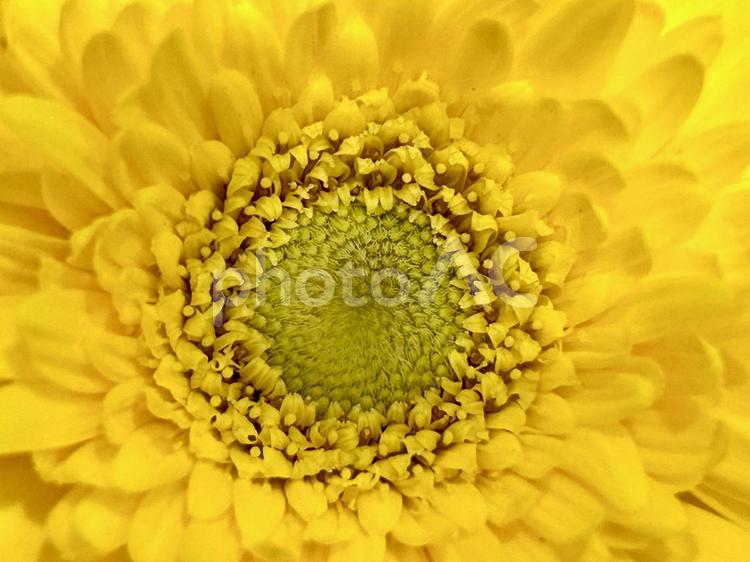 ガーベラのズームアップ 花,プレゼント,花びらの写真素材