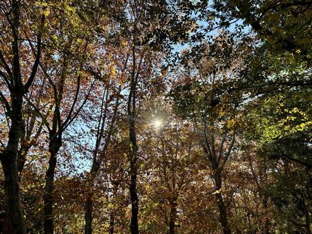 木漏れ日と青空に伸びる秋の紅葉した木々﻿ 木漏れ日,紅葉,秋の写真素材