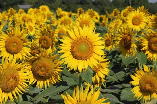 ヒマワリ・向日葵 ヒマワリ・向日葵 草花,咲く風景,ヒマワリの写真素材