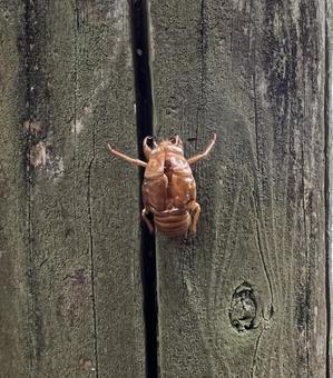 セミの抜け殻② セミ,抜け殻,脱皮の写真素材