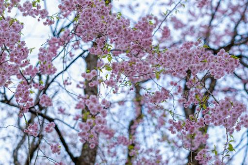 ［秋田県仙北市］角館の桜の写真