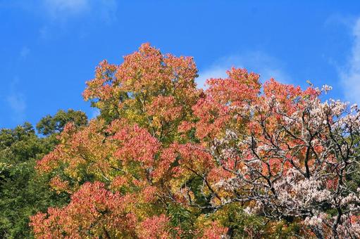 ナンキンハゼの紅葉と落葉したキハダと青空 紅葉,ナンキンハゼ,秋の写真素材