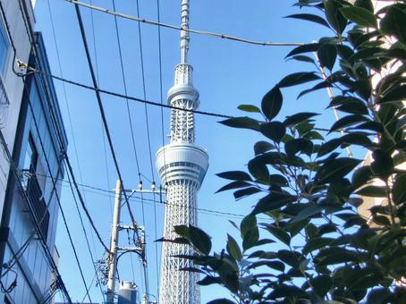 木の葉越しの東京スカイツリー-2 木の葉越しの東京スカイツリー-2 木,枝,葉の写真素材