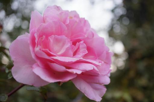 薔薇 薔薇の写真
