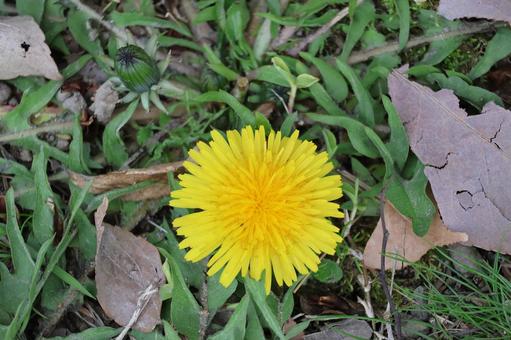 黄色い花びらのたんぽぽの花アップ 黄色い,花びら,たんぽぽの写真素材