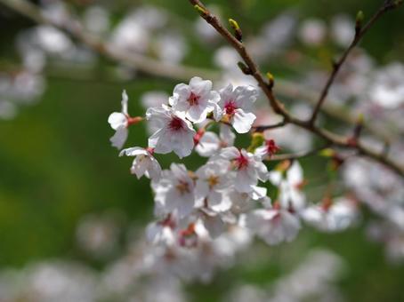 桜 桜の写真