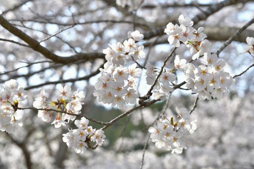 桜の花 桜,花,春の写真素材