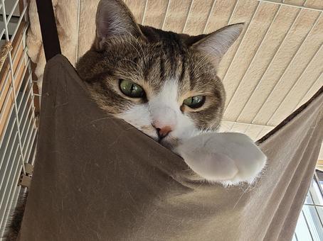 見つめる猫 猫,ネコ,ペットの写真素材