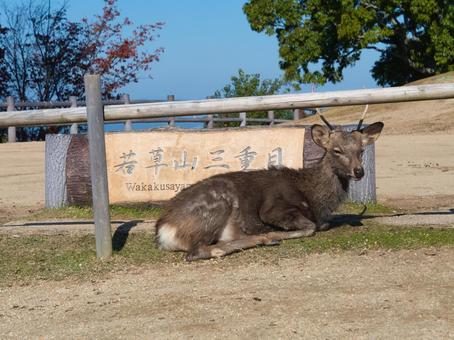 三笠山の鹿 鹿,野生,動物の写真素材