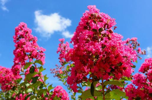 さぬきフラワーガーデンのサルスベリの花 さぬきフラワーガーデンのサルスベリの花の写真
