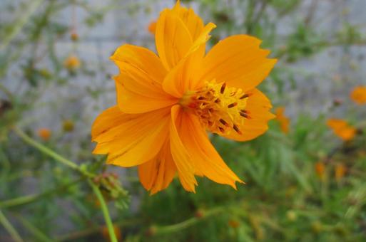 キバナコスモスの写真