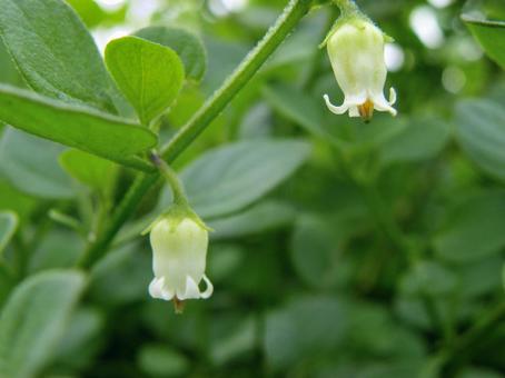 小さなハコベホウズキの花_02 ハコベホウズキ,花,白の写真素材