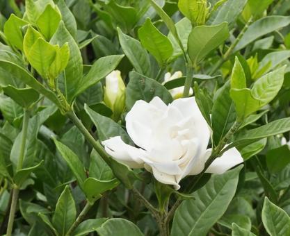 白いクチナシの花 花,クチナシ,ヤエクチナシの写真素材