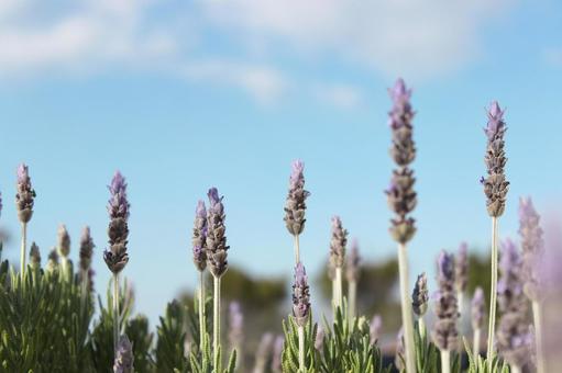 Photo, lavender, purple, fragrance, 