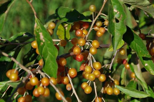 色づくアキグミ アキグミ,秋茱萸,実の写真素材