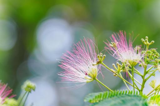Silk tree (8), JPG Silk tree (8), JPG