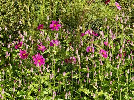 福井県　曇り空と宮ノ下コスモス公苑 福井県,宮ノ下コスモス公苑,曇りの写真素材