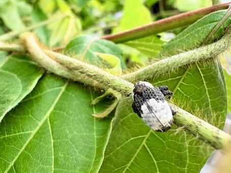 パンダ模様のオジロアシナガゾウムシ ゾウムシ,虫,昆虫の写真素材