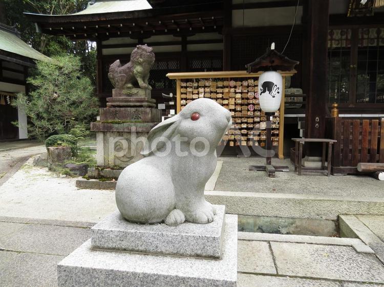 岡崎神社のうさぎ 岡崎神社,境内,うさぎの写真素材