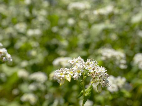 秋風に揺れるそばの花畑 秋風に揺れるそばの花畑の写真