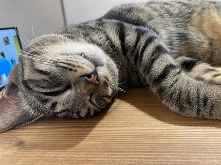寝顔 寝顔の写真