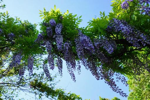 Wisteria flower, JPG
