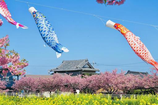 Carp streamer Children's Day image, JPG Carp streamer Children's Day image, carp streamer, blue sky, cherry blossoms, JPG