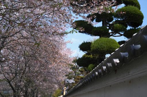 散り染めの桜堤 散り染めの桜堤の写真