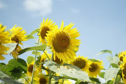 ひまわり ひまわり 夏,日本の夏,ひまわりの写真素材