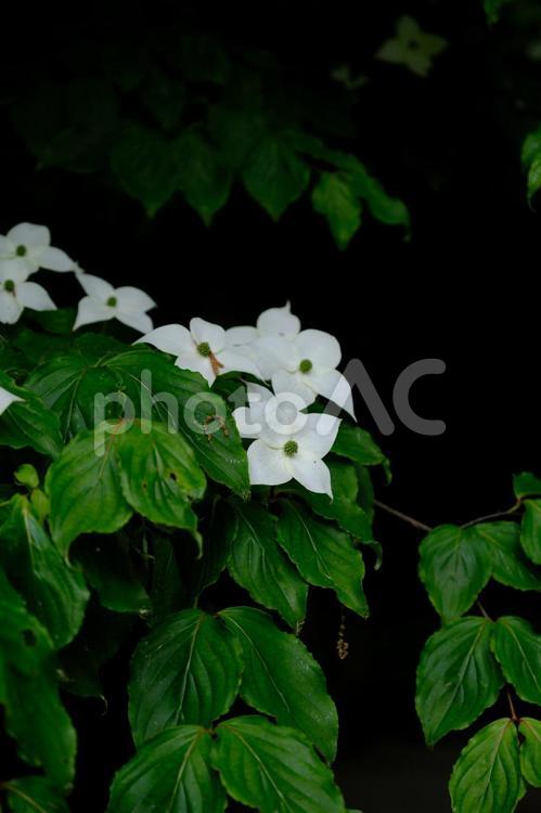 ［草花のある街角］ヤマボウシ ヤマボウシ,山法師,白花の写真素材