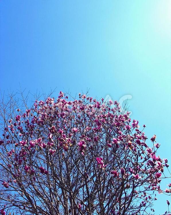青空に大きなモクレンの木 モクレン,赤紫色,ワイン色の写真素材
