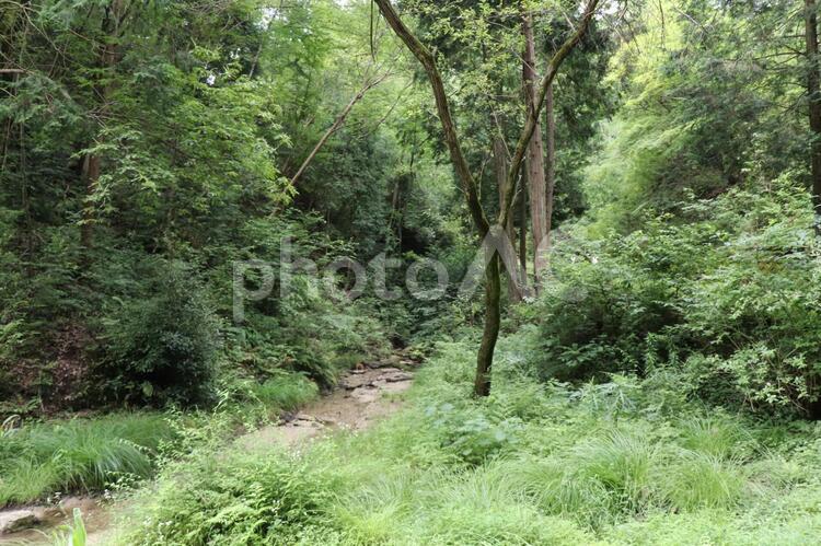 山の中　自然の風景　山奥　山道 山の中,山,木材の写真素材