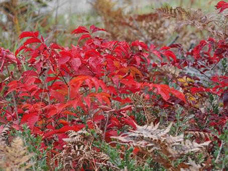 綺麗に赤く紅葉した葉 綺麗に赤く紅葉した葉 秋,風景,自然の写真素材