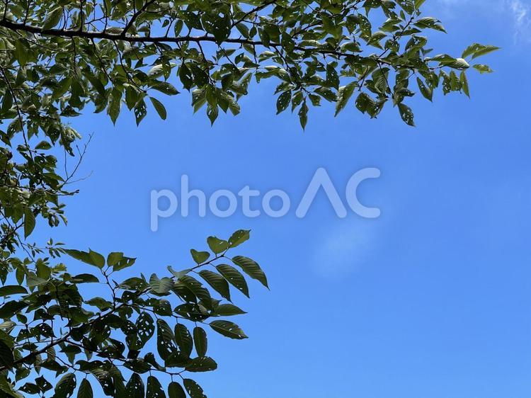 神田川7月：虫食い葉のフレーム（一発撮り 緑樹,青空,雲の写真素材