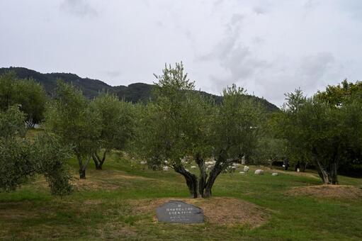 オリーブの木 香川,小豆島,オリーブの写真素材