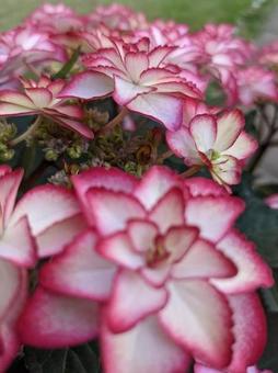 紫陽花 紫陽花の写真