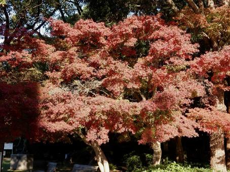 【紅葉写真】美しい紅葉 紅葉,自然,風景の写真素材
