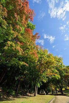 富山市稲荷公園の紅葉 紅葉,公園,葉の写真素材