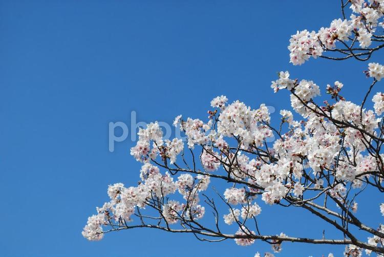 駿府城公園の桜 駿府城,桜,サクラの写真素材