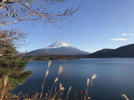 富士山とススキ 富士山とススキの写真