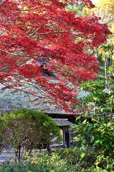 秋彩の宿 秋,背景,赤の写真素材