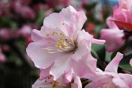 ハナカイドウ・花海棠　クローズアップ カイドウ,花木,紅桃色の写真素材
