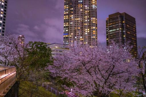 Akasaka's Cherry Blossoms and Light Promenade, JPG Akasaka's Cherry Blossoms and Light Promenade, JPG