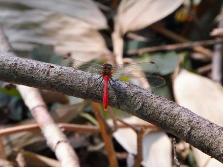 枝にとまるアキアカネ 枝にとまるアキアカネ アキアカネ,トンボ,生物の写真素材