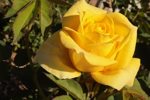 バラ園で黄色い薔薇を撮影した写真です バラ園で黄色い薔薇を撮影した写真ですの写真