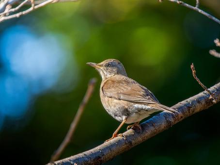 枝にとまるシロハラ 枝にとまるシロハラ シロハラ,野鳥,鳥の写真素材
