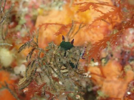 コミドリリュウグウウミウシ コミドリリュウグウウミウシ,ウミウシ,マクロの写真素材