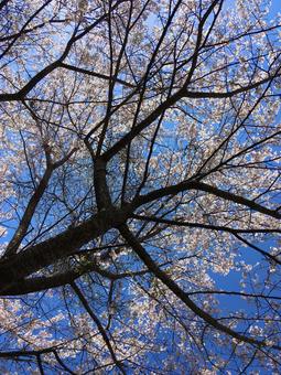 桜 桜の写真